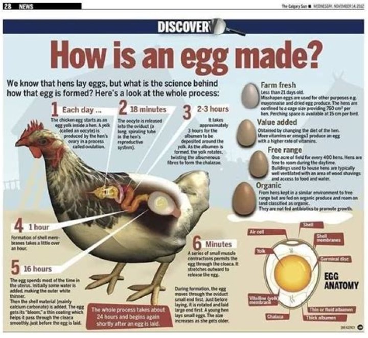 Can Hens Produce Eggs Without a Rooster? A Comprehensive Guide